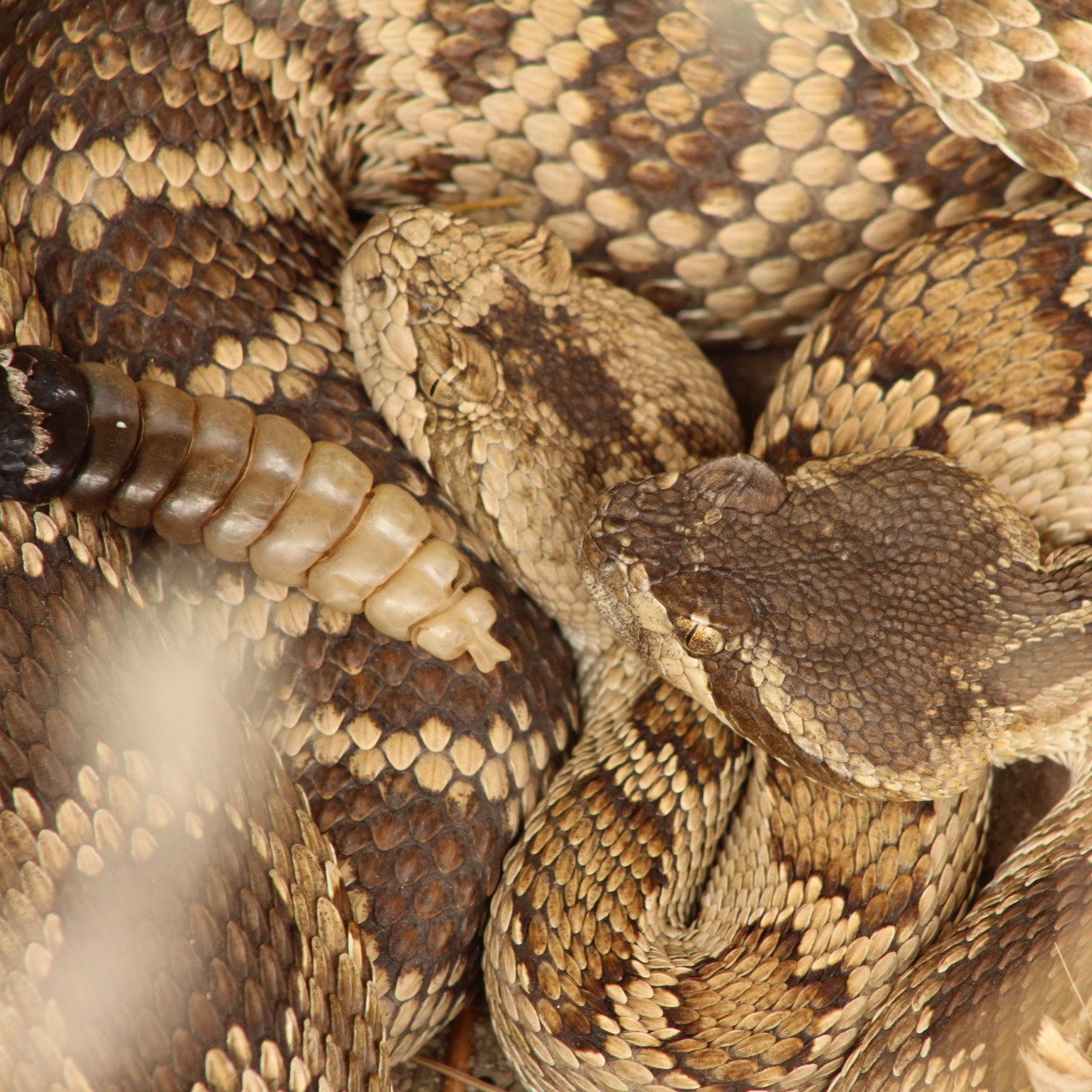 The Courteous Rattlesnake